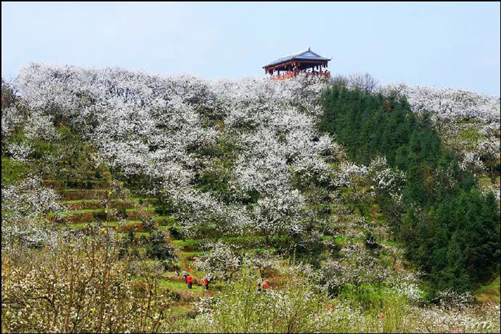 【春天，广西桂林灌阳县向您发出邀请！】我们在灌阳看梨花 - 游山玩水 - 四平生活社区 - 四平28生活网 sp.28life.com