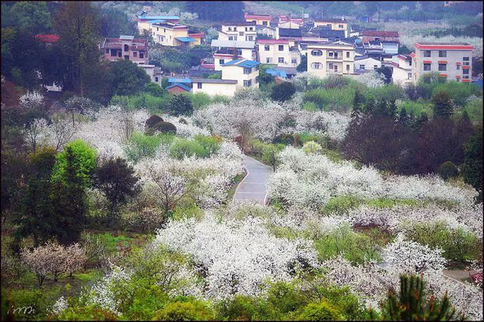 【春天，广西桂林灌阳县向您发出邀请！】我们在灌阳看梨花 - 游山玩水 - 四平生活社区 - 四平28生活网 sp.28life.com