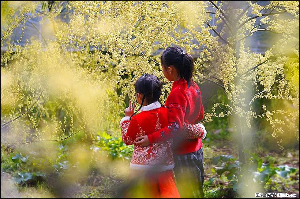 【春天,广西桂林灌阳县向您发出邀请!】米珠山前有片山苍子花在飘香 - 游山玩水 - 四平生活社区 - 四平28生活网 sp.28life.com