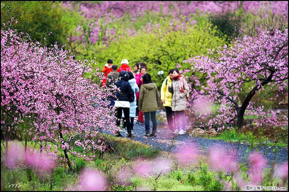 【春天，广西桂林灌阳县向您发出邀请！】官庄村有个醉美的桃花园 - 游山玩水 - 四平生活社区 - 四平28生活网 sp.28life.com