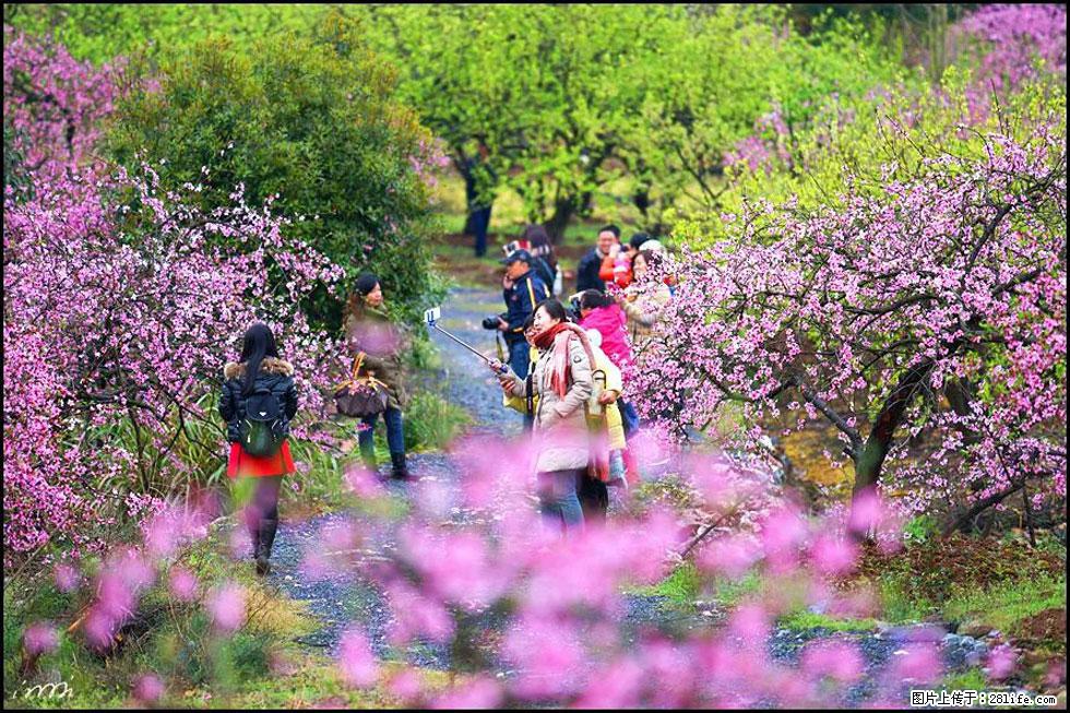 【春天，广西桂林灌阳县向您发出邀请！】官庄村有个醉美的桃花园 - 游山玩水 - 四平生活社区 - 四平28生活网 sp.28life.com