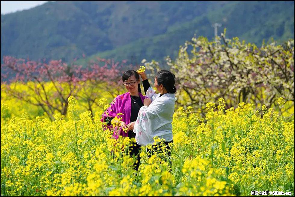 【春天，广西桂林灌阳县向您发出邀请！】长坪村油菜盛情花开 - 游山玩水 - 四平生活社区 - 四平28生活网 sp.28life.com