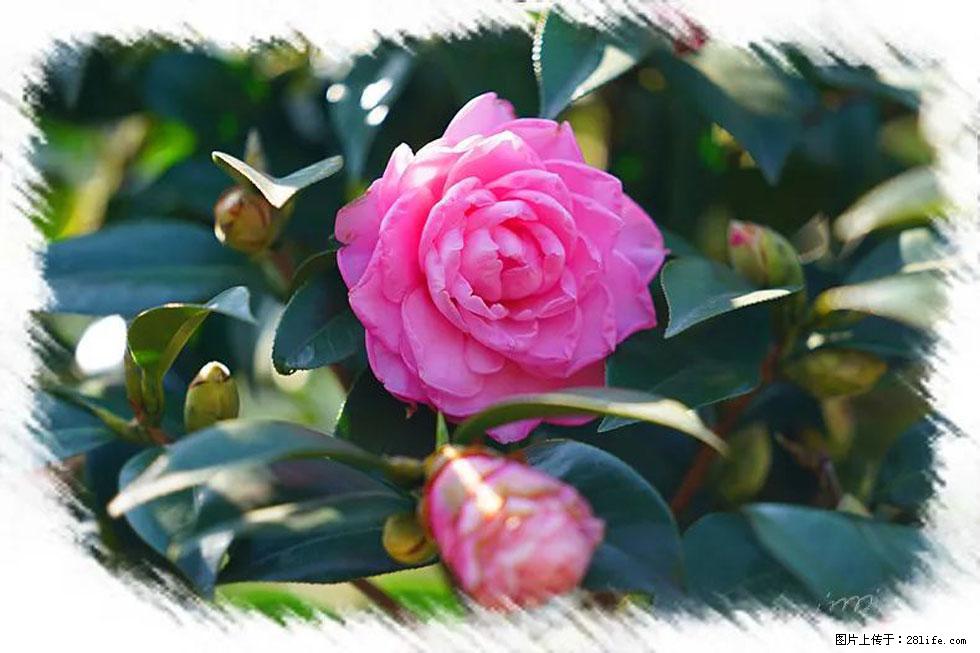 【春天,广西桂林灌阳县向您发出邀请!】杨柳井茶花惹人爱 - 游山玩水 - 四平生活社区 - 四平28生活网 sp.28life.com