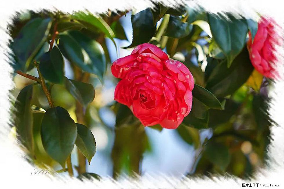 【春天,广西桂林灌阳县向您发出邀请!】杨柳井茶花惹人爱 - 游山玩水 - 四平生活社区 - 四平28生活网 sp.28life.com