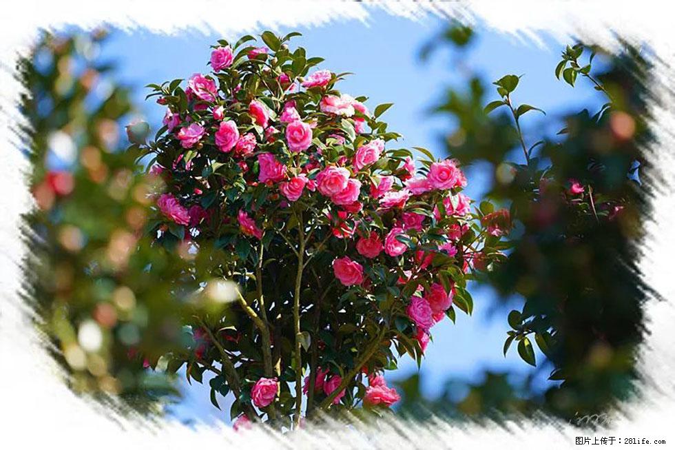 【春天,广西桂林灌阳县向您发出邀请!】杨柳井茶花惹人爱 - 游山玩水 - 四平生活社区 - 四平28生活网 sp.28life.com