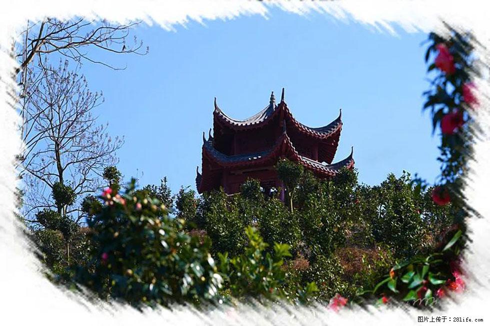 【春天,广西桂林灌阳县向您发出邀请!】杨柳井茶花惹人爱 - 游山玩水 - 四平生活社区 - 四平28生活网 sp.28life.com
