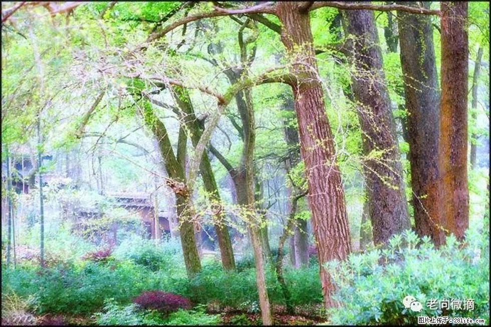 【春天,广西桂林灌阳县向您发出邀请!】在小龙村与春天约会 - 游山玩水 - 四平生活社区 - 四平28生活网 sp.28life.com