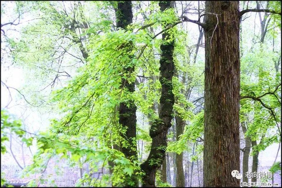 【春天,广西桂林灌阳县向您发出邀请!】在小龙村与春天约会 - 游山玩水 - 四平生活社区 - 四平28生活网 sp.28life.com