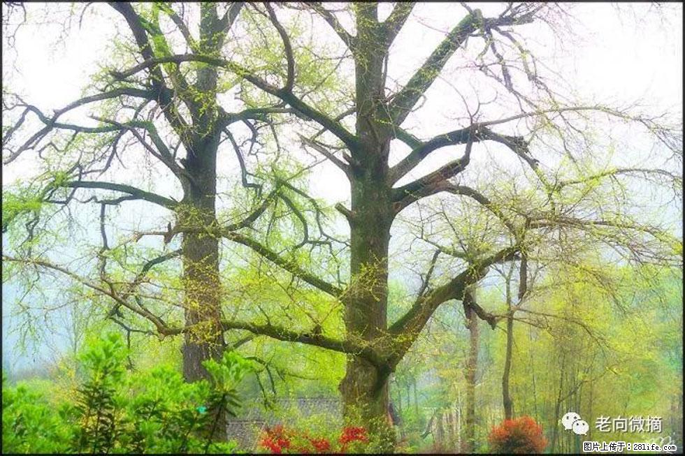 【春天,广西桂林灌阳县向您发出邀请!】在小龙村与春天约会 - 游山玩水 - 四平生活社区 - 四平28生活网 sp.28life.com