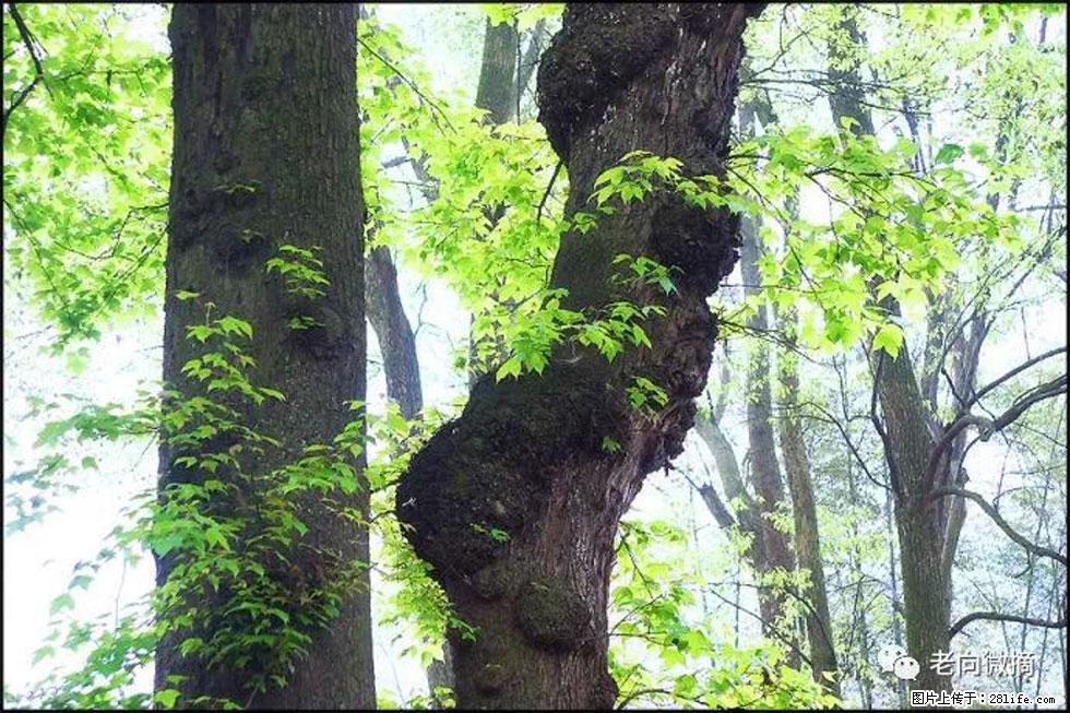 【春天,广西桂林灌阳县向您发出邀请!】在小龙村与春天约会 - 游山玩水 - 四平生活社区 - 四平28生活网 sp.28life.com