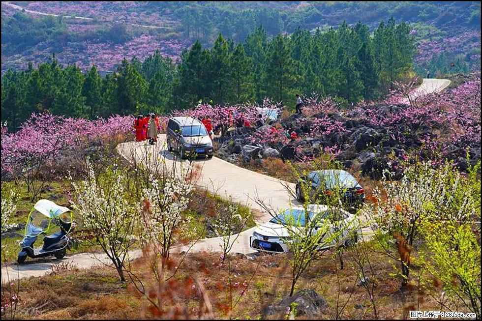 【春天,广西桂林灌阳县向您发出邀请!】望月岭上桃花开 - 游山玩水 - 四平生活社区 - 四平28生活网 sp.28life.com