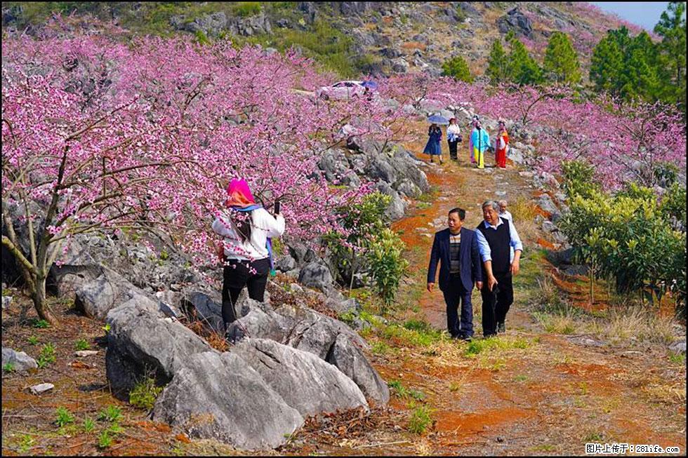 【春天,广西桂林灌阳县向您发出邀请!】望月岭上桃花开 - 游山玩水 - 四平生活社区 - 四平28生活网 sp.28life.com