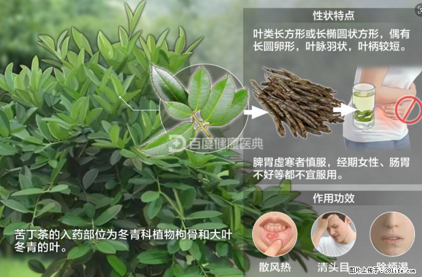 苦丁茶有哪些功效和作用 - 生活百科 - 四平生活社区 - 四平28生活网 sp.28life.com