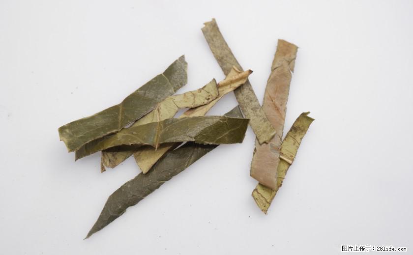 苦丁茶有哪些功效和作用 - 生活百科 - 四平生活社区 - 四平28生活网 sp.28life.com