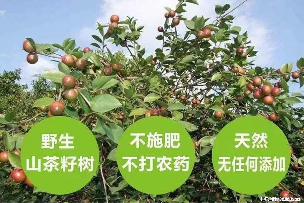 【灌阳县油茶产业示范区】一个有着充实的精神生活的人,对待身外之物自会有一种淡泊的态度 - 美食天地 - 四平生活社区 - 四平28生活网 sp.28life.com