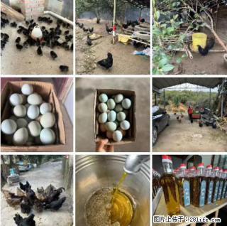 油茶园从小鸡仔开始养起的纯土鸡、土鸡蛋可以预定啦!还有前几天刚榨的纯山茶油哦 - 四平28生活网 sp.28life.com