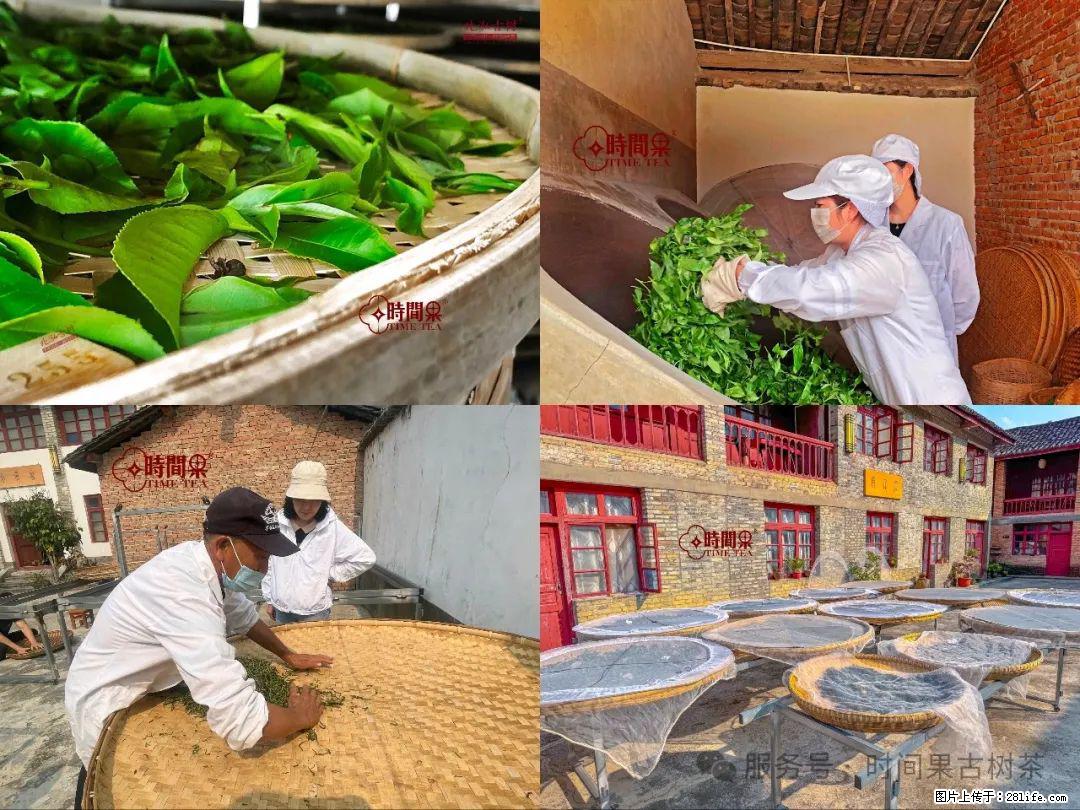 时间果百年古树龙珠普洱生茶 - 购物交流 - 四平生活社区 - 四平28生活网 sp.28life.com