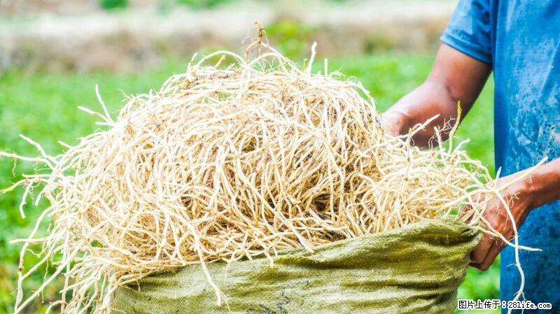 堪称“最难吃”的蔬菜,却是 “抗辐射神器”,还能护肺、清热、止咳化痰! - 四平生活资讯 - 四平28生活网 sp.28life.com