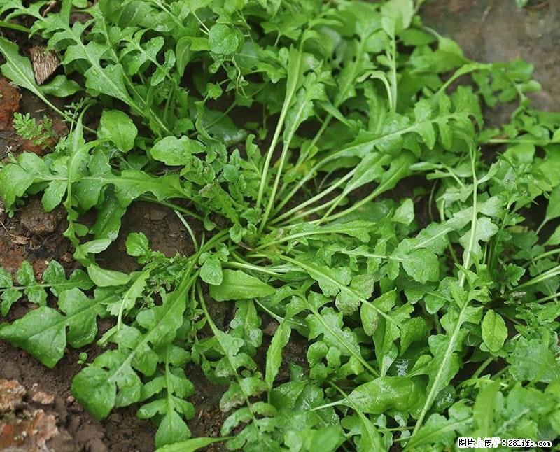 这些蔬菜是“天然钙片”，这6种被医生重点推荐 - 四平生活资讯 - 四平28生活网 sp.28life.com