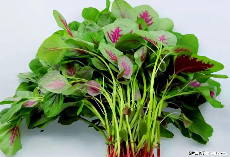 这些蔬菜是“天然钙片”，这6种被医生重点推荐 - 四平生活资讯 - 四平28生活网 sp.28life.com