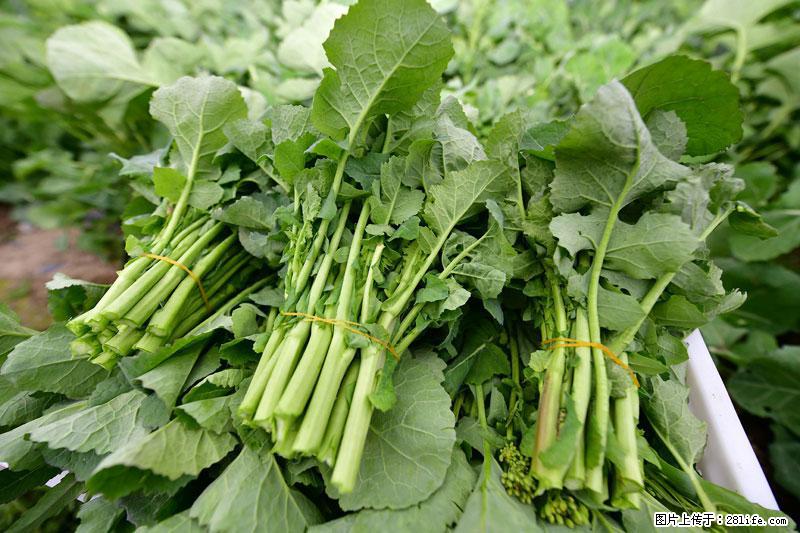 这些蔬菜是“天然钙片”，这6种被医生重点推荐 - 四平生活资讯 - 四平28生活网 sp.28life.com